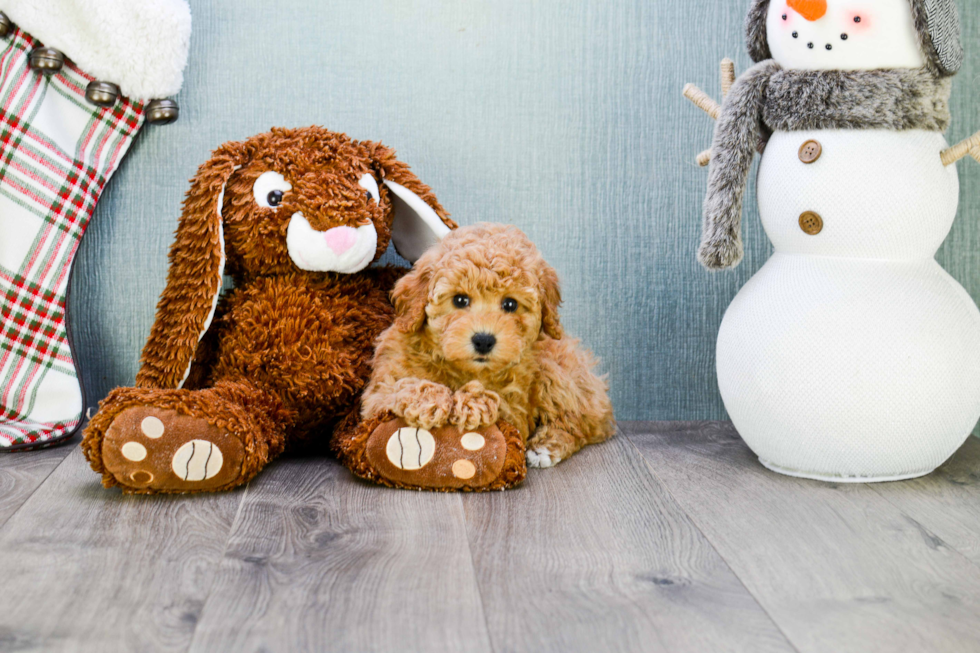 Cavapoo Pup Being Cute