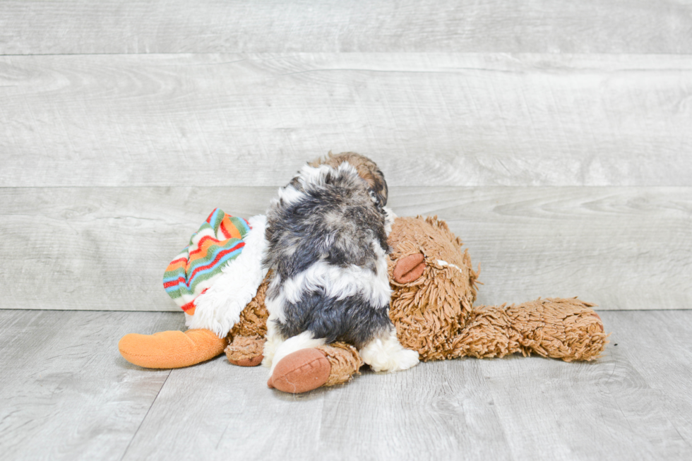 Petite Havanese Purebred Puppy