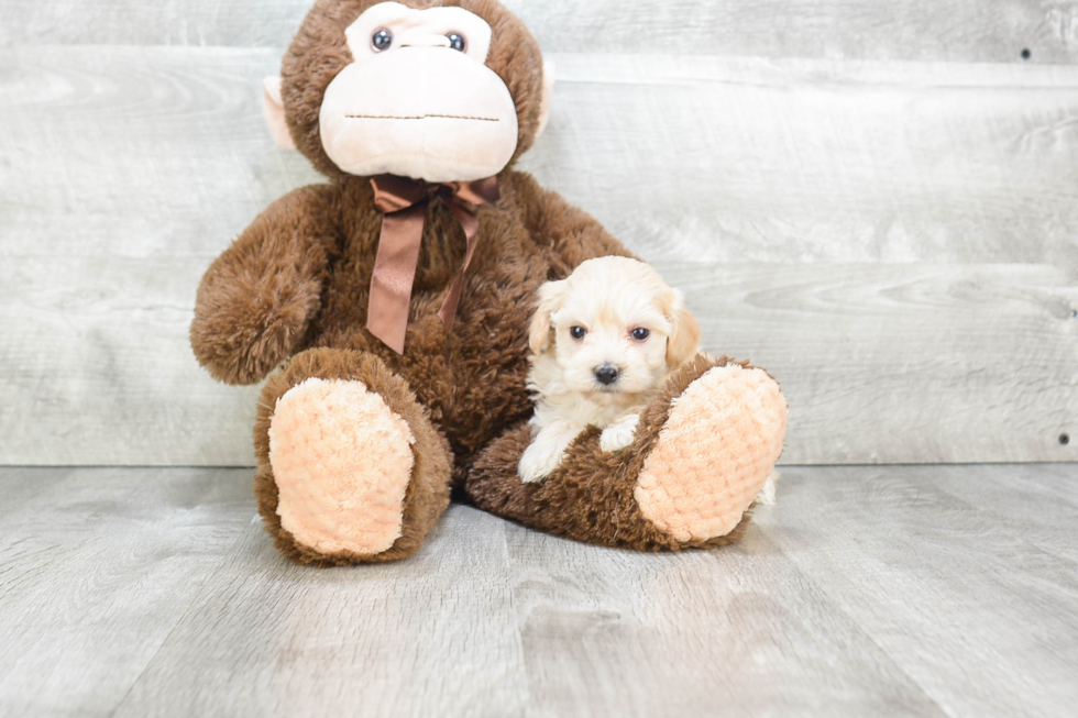 Hypoallergenic Maltepoo Poodle Mix Puppy