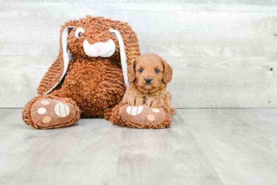 Sweet Cavapoo Baby