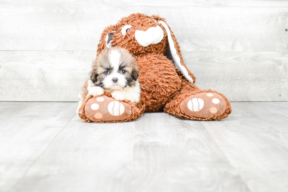 Teddy Bear Pup Being Cute