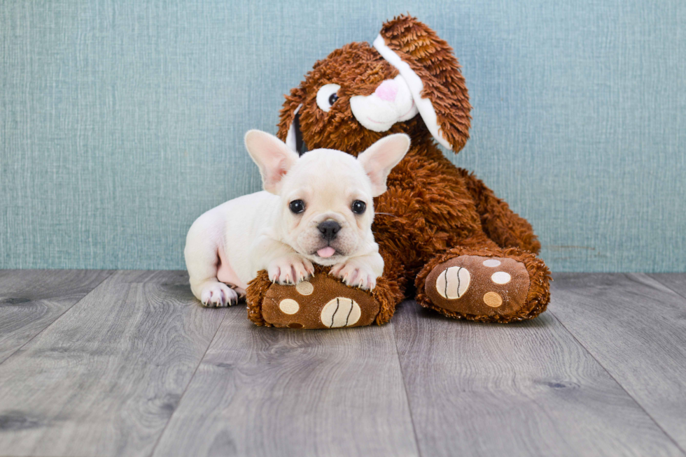 French Bulldog Puppy for Adoption