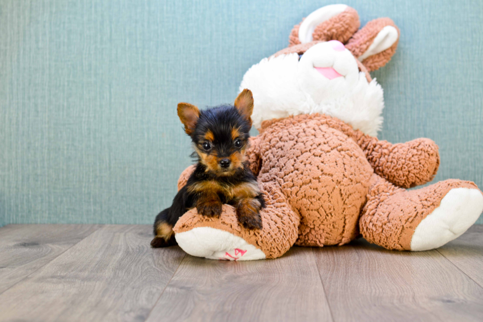 Meet Minnie - our Yorkshire Terrier Puppy Photo 