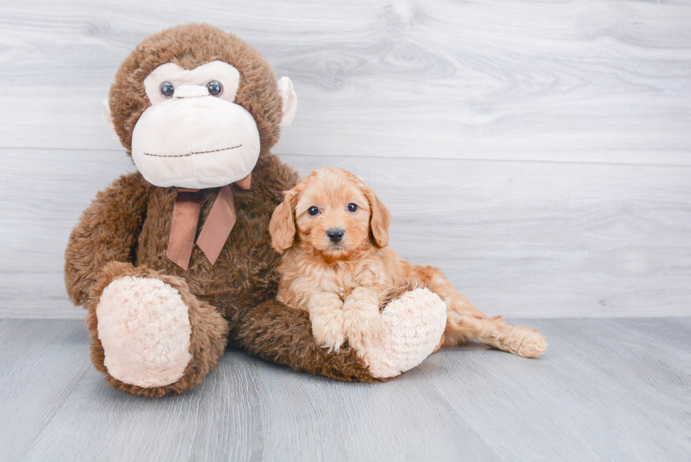 Friendly Cavapoo Baby