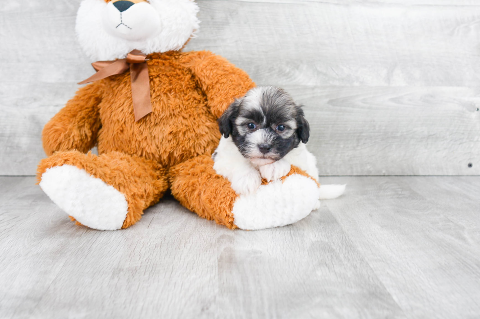 Best Havanese Baby