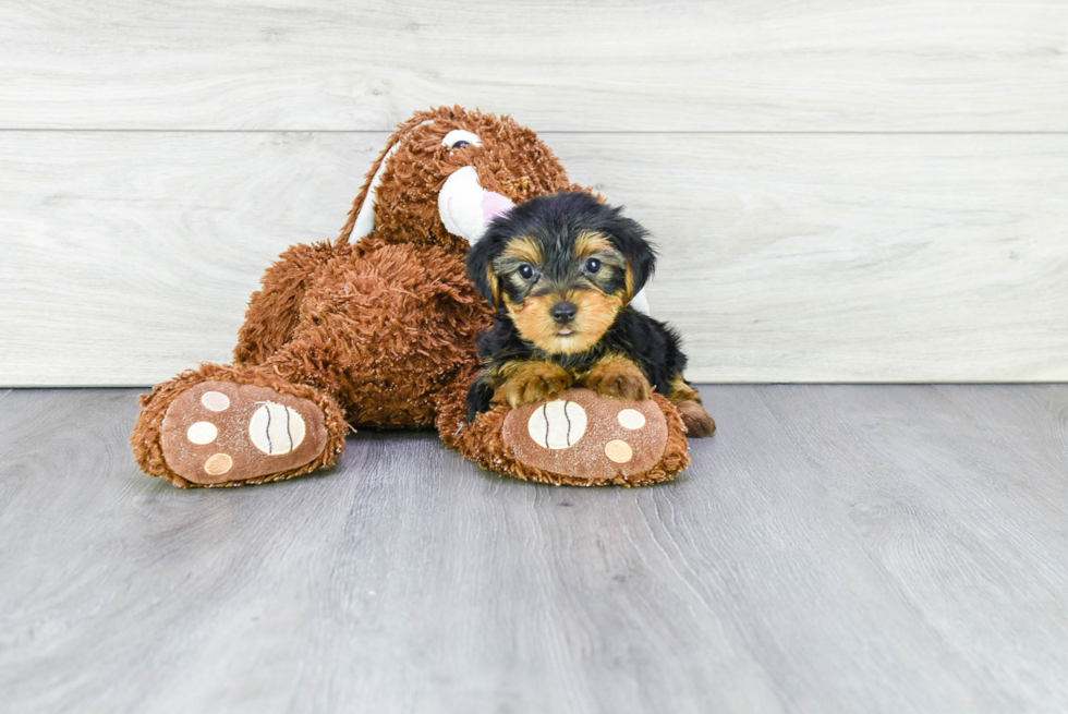 Meet Steph - our Yorkshire Terrier Puppy Photo 