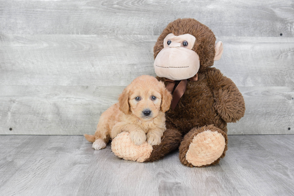 Popular Mini Goldendoodle Poodle Mix Pup