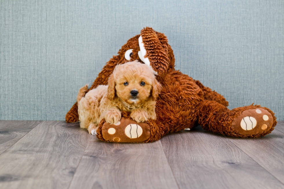 Best Cavapoo Baby