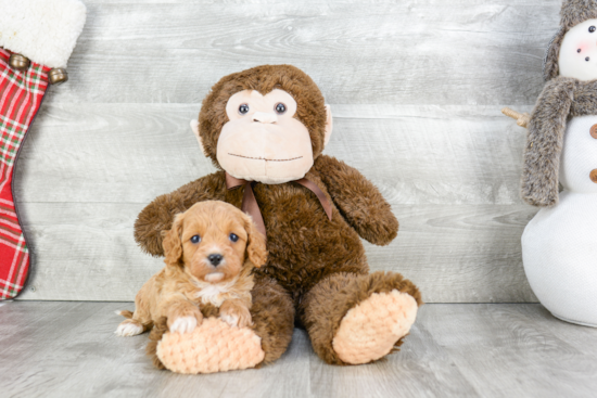 Funny Cavapoo Poodle Mix Pup