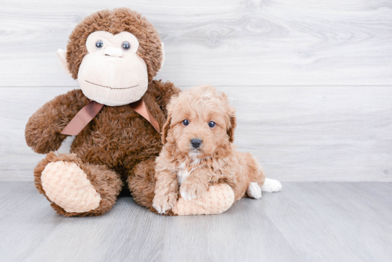 Best Cavapoo Baby