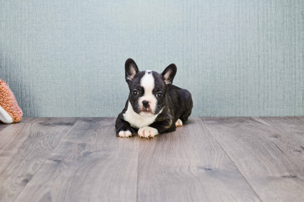 French Bulldog Pup Being Cute