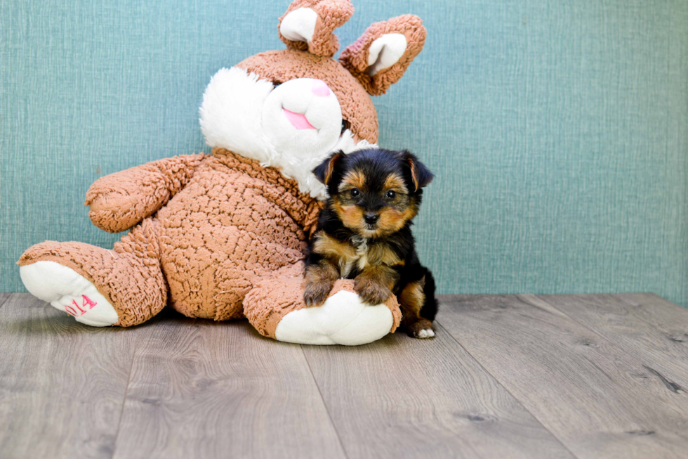 Meet Rascal - our Yorkshire Terrier Puppy Photo 