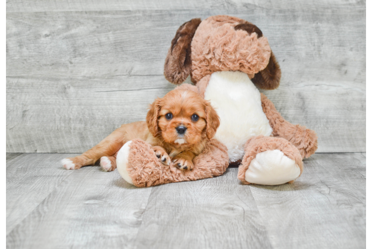 Little Cavalier King Charles Spaniel Purebred Pup