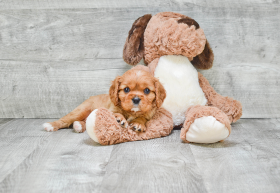 Little Cavalier King Charles Spaniel Purebred Pup