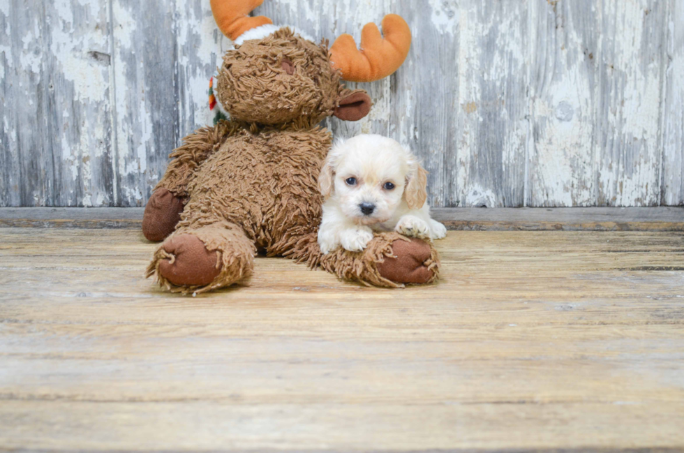 Friendly Cavachon Baby