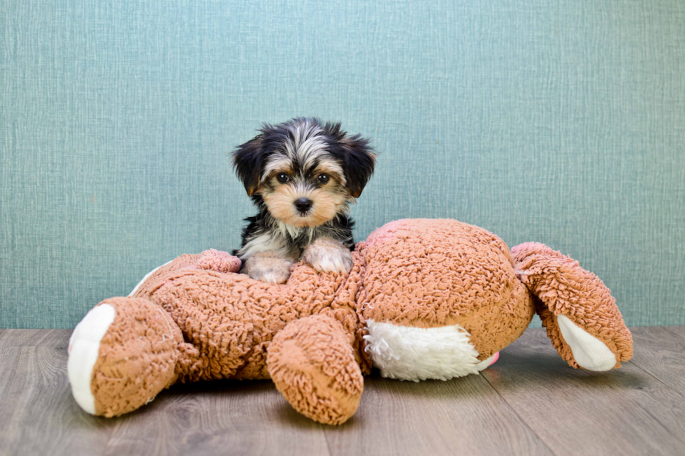 Little Yorkie Designer Puppy