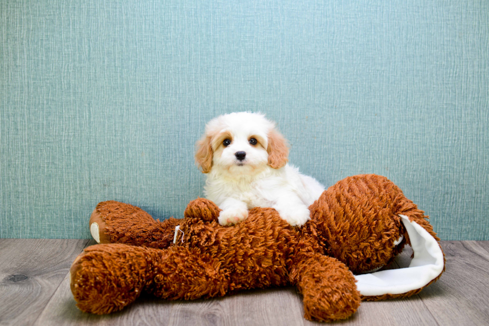 Best Cavachon Baby