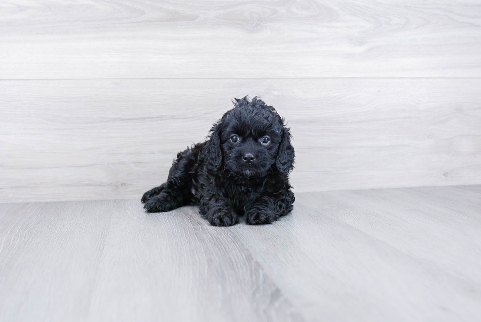 Cavapoo Puppy for Adoption