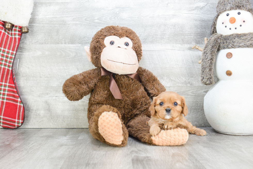 Cavalier King Charles Spaniel Puppy for Adoption