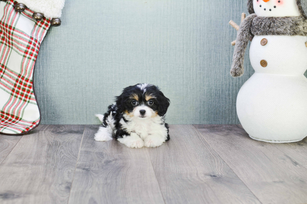 Adorable Cavalier Designer Puppy