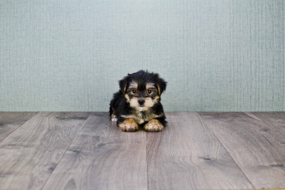 Morkie Puppy for Adoption