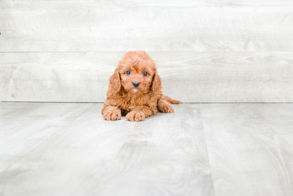 Cavapoo Pup Being Cute