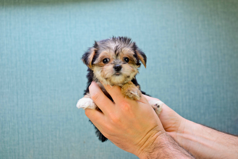 Morkie Pup Being Cute