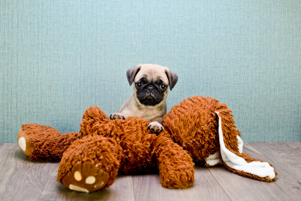 Hypoallergenic Pug Purebred Pup