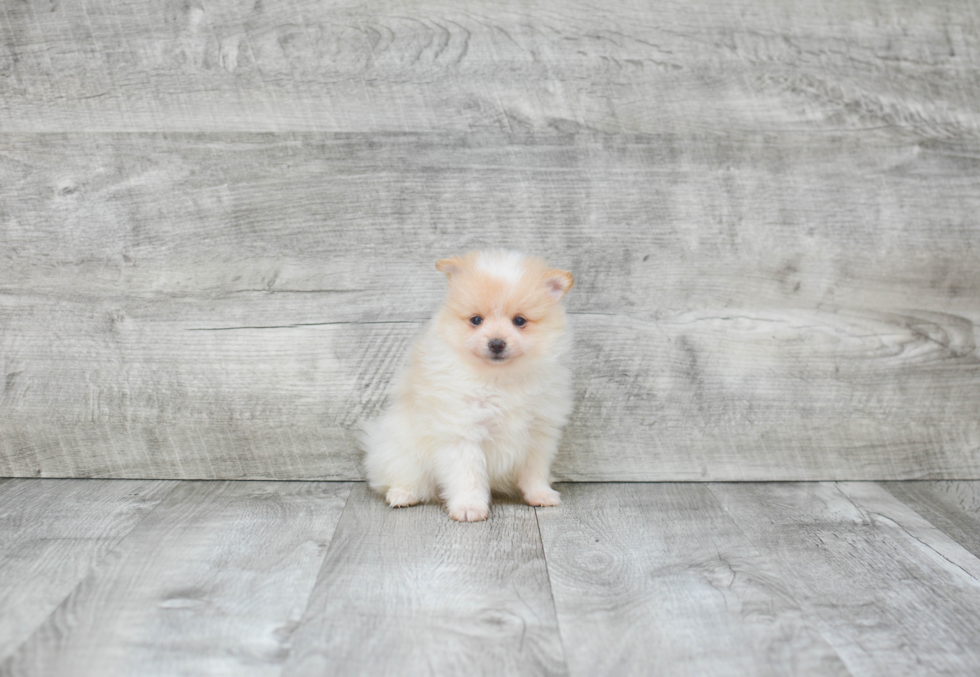 Playful Pomeranian Baby