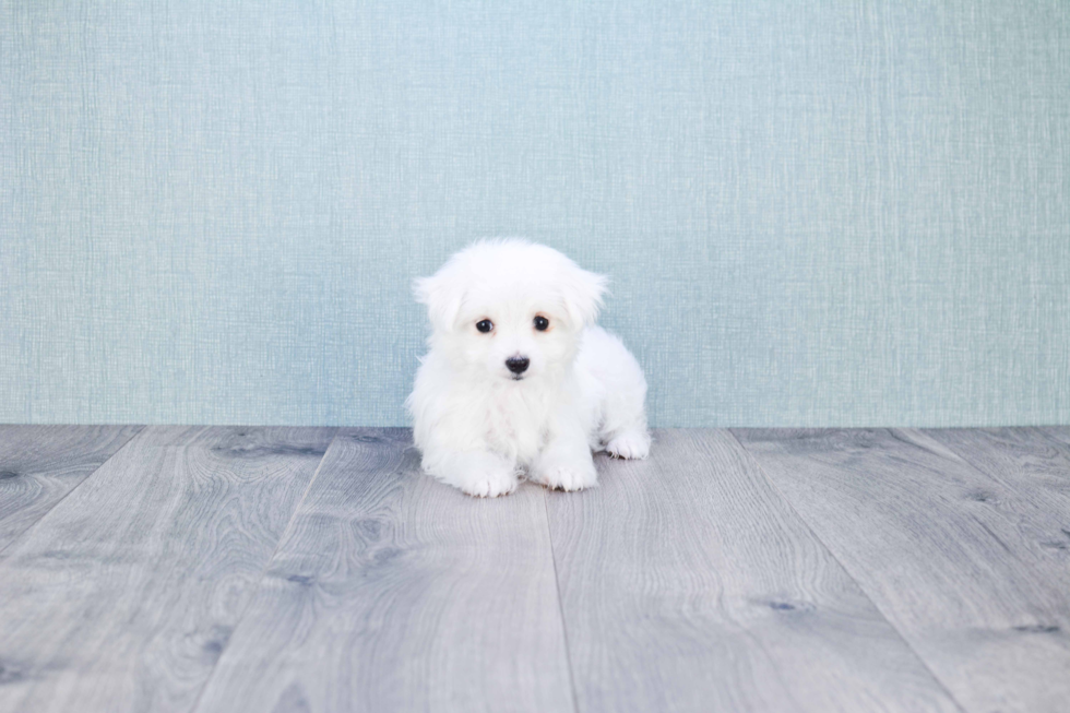 Maltese Puppy for Adoption