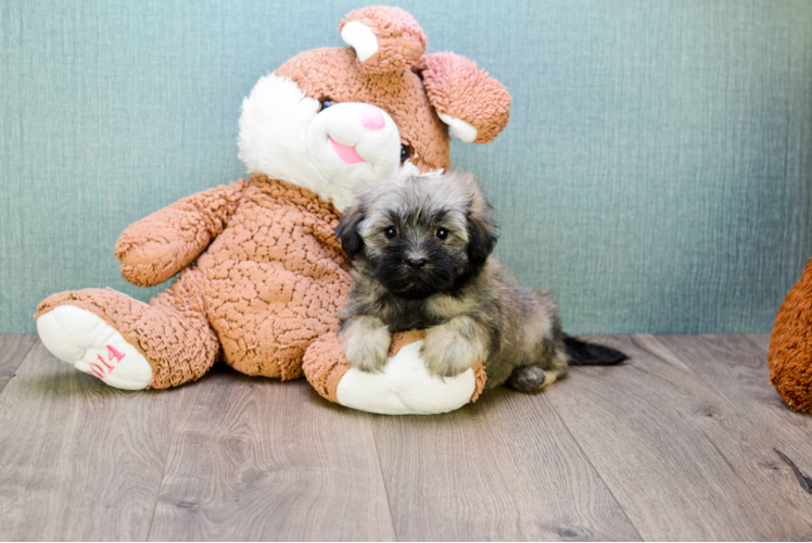 Friendly Havanese Purebred Pup