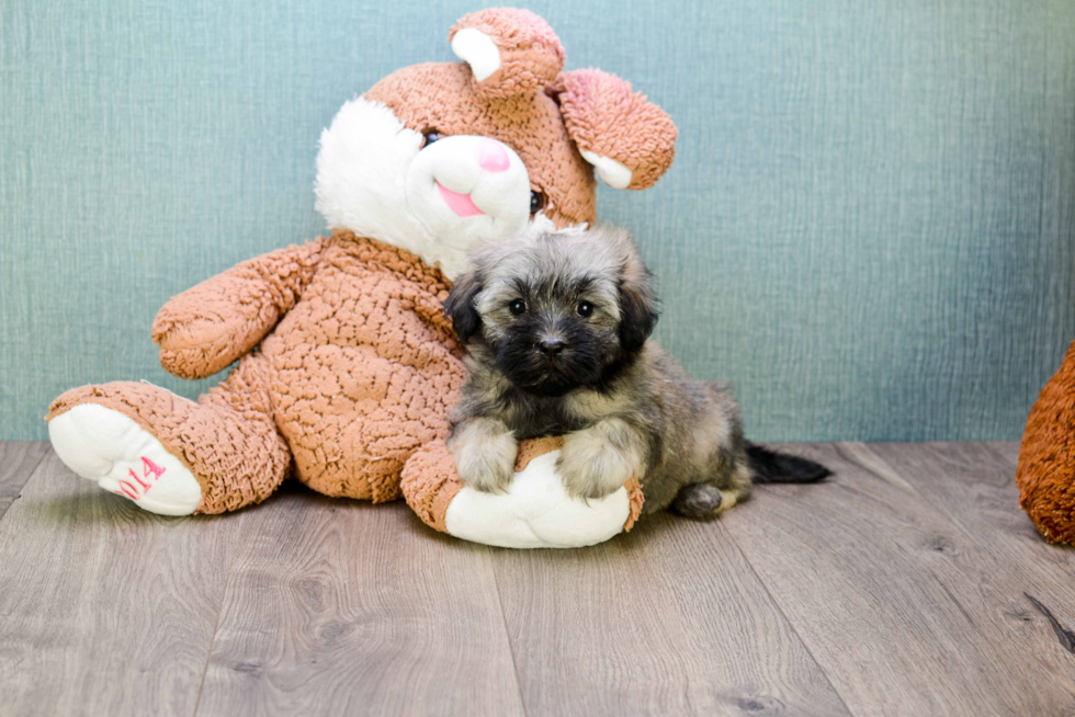 Friendly Havanese Purebred Pup