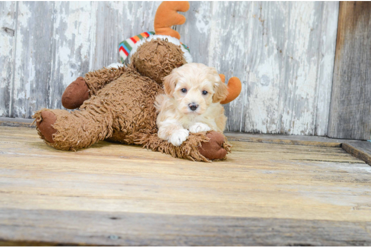 Popular Maltipoo Poodle Mix Pup