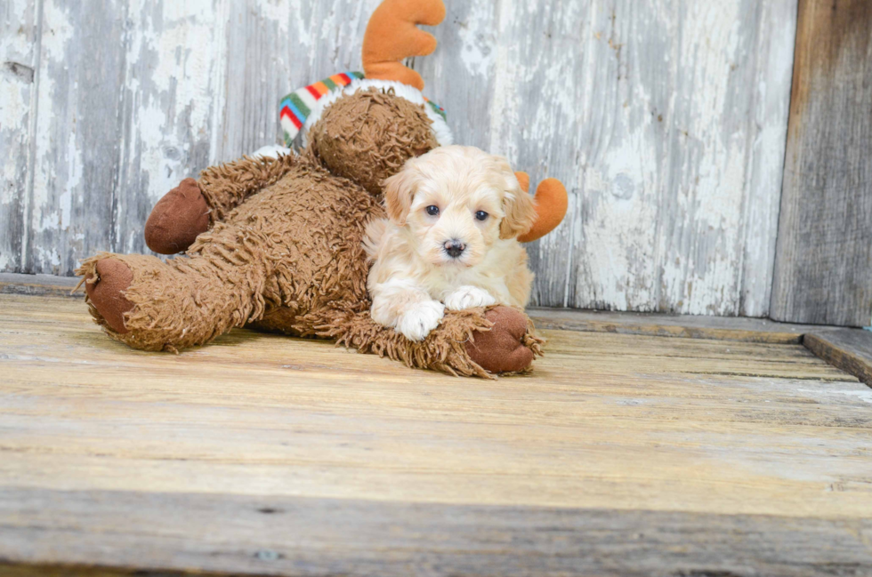 Popular Maltipoo Poodle Mix Pup