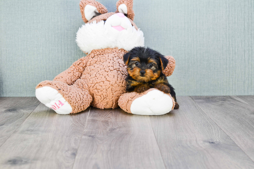 Meet Bella - our Yorkshire Terrier Puppy Photo 