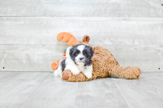 Fluffy Teddy Bear Designer Pup