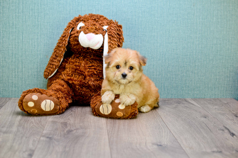 Morkie Pup Being Cute