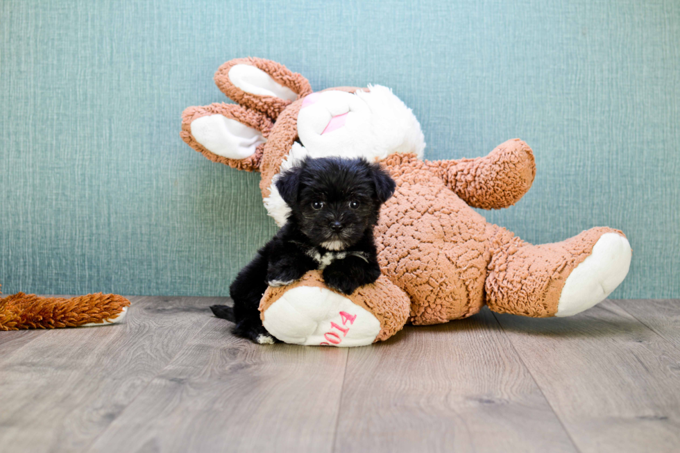 Playful Yorkie Designer Puppy