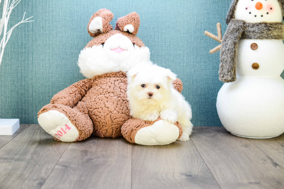 Happy Maltese Purebred Puppy