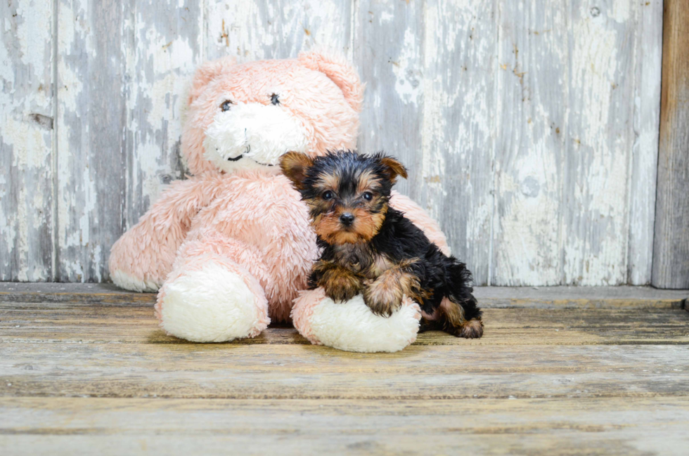 Meet Sheena - our Yorkshire Terrier Puppy Photo 