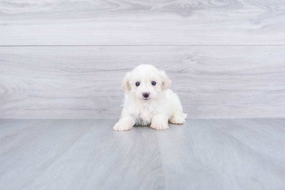 Fluffy Maltipoo Poodle Mix Pup