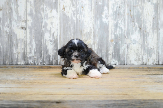 Teddy Bear Pup Being Cute