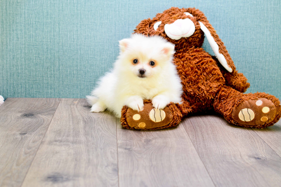 Small Pomeranian Baby