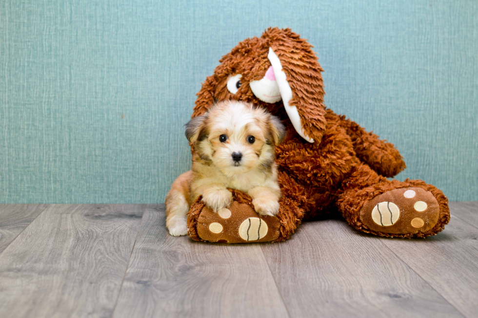 Playful Yorkie Designer Puppy