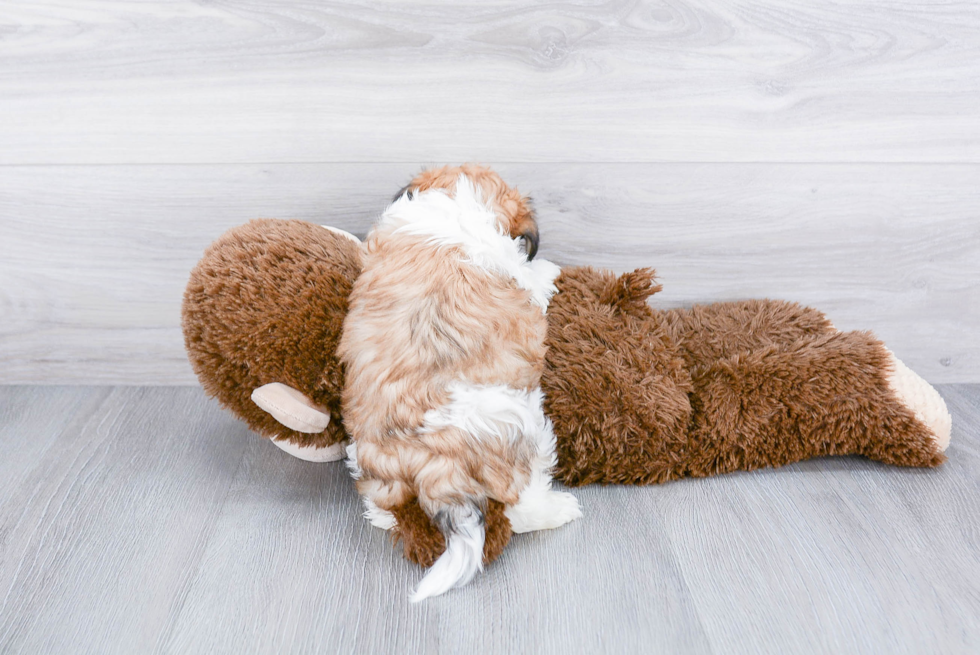 Cute Teddy Bear Baby