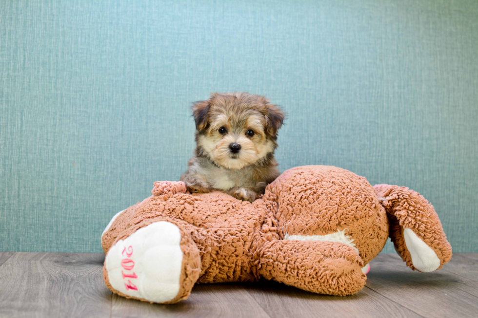 Fluffy Morkie Designer Pup