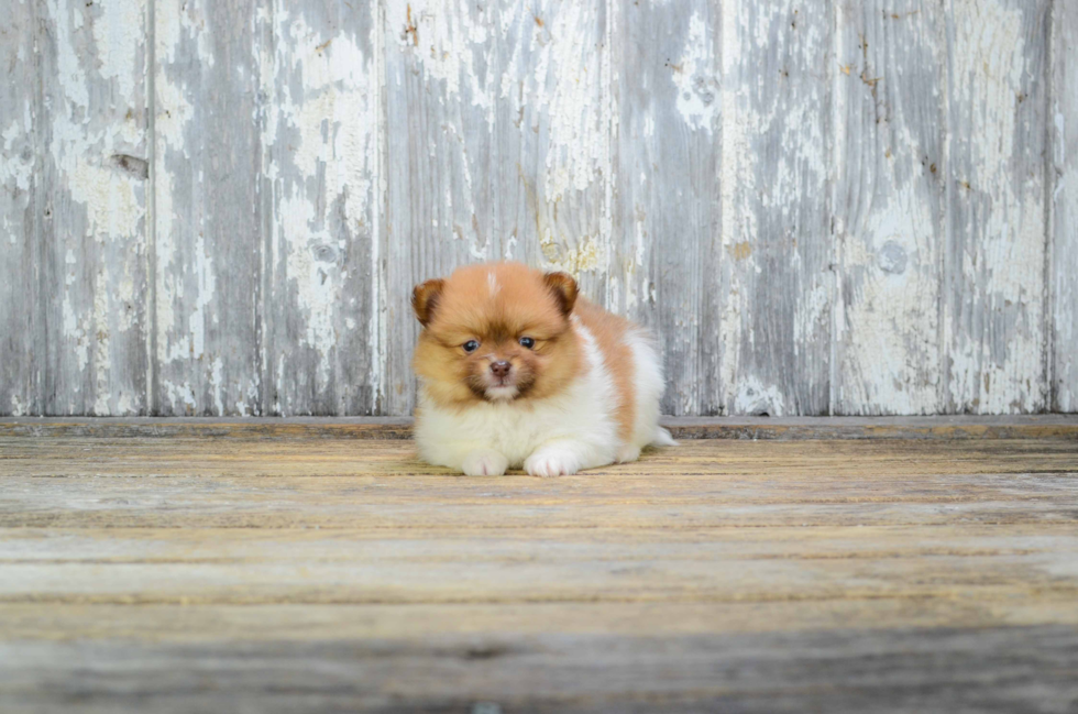 Fluffy Pomeranian Purebred Puppy