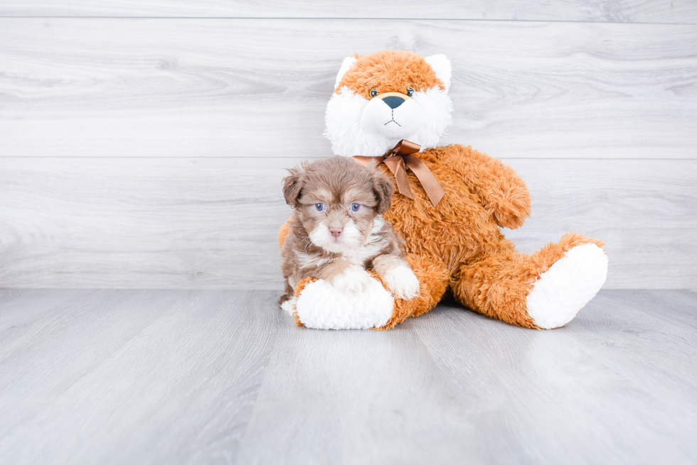 Teddy Bear Pup Being Cute