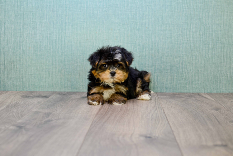 Morkie Pup Being Cute