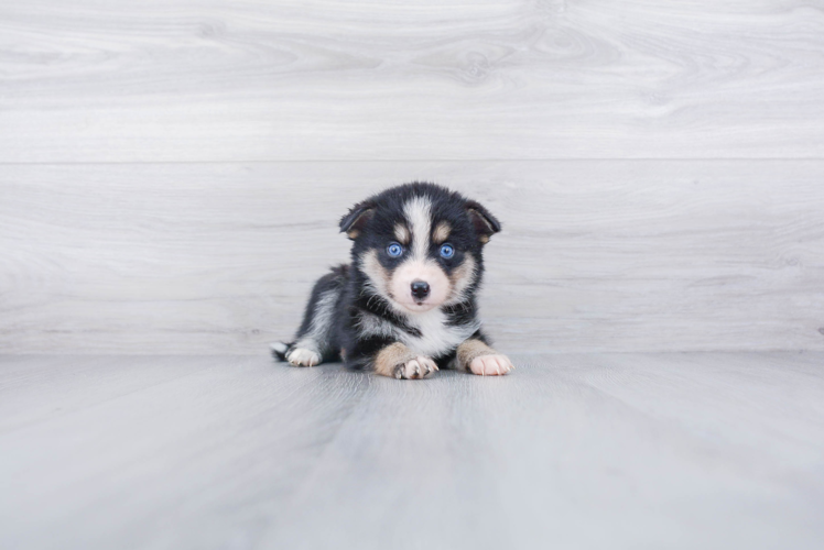 Pomsky Pup Being Cute